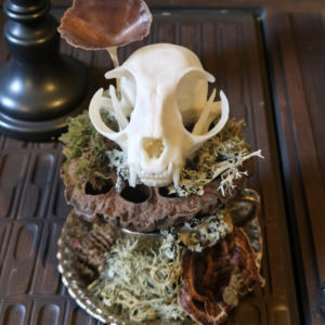 Taxidermy Skull Ornament